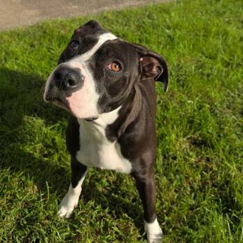 Nunu -  American Staffordshire Terrier Dog for Adoption in Milan, Illinois - Nunu | PetCurious
