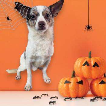 Rescue Chihuahua Dogs for Adoption in Dallas, Georgia - Jackson | PetCurious