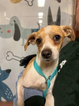 A1913857 -  Chihuahua and Mixed Breed Dog Available for Adoption in Blythe, California - A1913857 | PetCurious