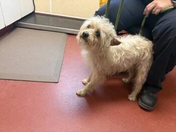 William -  Terrier and Poodle Dog Available for Adoption in Salisbury, Maryland - William | PetCurious