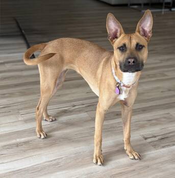 Cali -  Belgian Shepherd Malinois and American Staffordshire Terrier Dog for Adoption in Cary, North Carolina - Cali | PetCurious