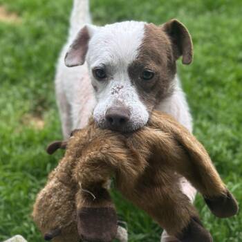 Rescue Welsh Terrier Dogs for Adoption in Huntington, New York - Benny | PetCurious