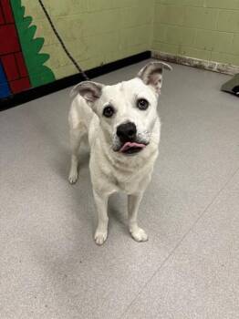 Australian Cattle Dog Blue Heeler and Mixed Breed Dogs Available for Adoption in Indianapolis, Indiana - FALKOR | PetCurious