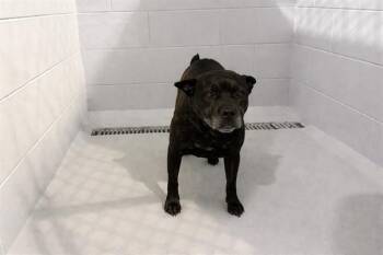 American Bulldog and Mixed Breed Dogs Available for Adoption in Winter Haven, Florida - DARLA | PetCurious