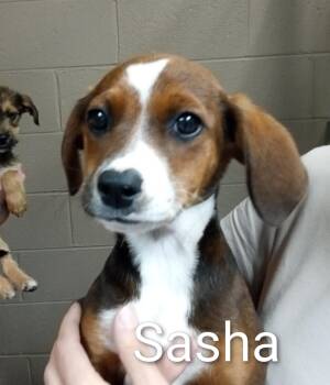 Poodle and Chihuahua Dogs Available for Adoption in Maynardville, Tennessee - Sasha | PetCurious