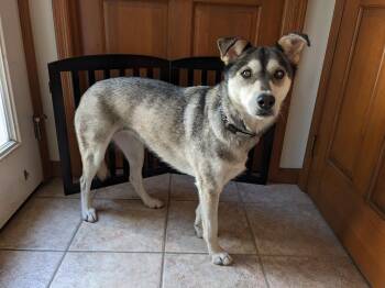 Rescue Siberian Husky and Labrador Retriever Dogs for Adoption in North Haledon, New Jersey - Courtesy Post Emmy | PetCurious