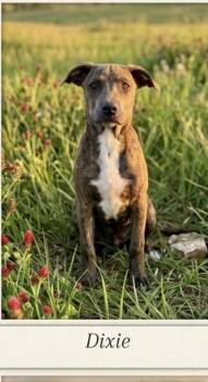 Christie- Dixie -  Labrador Retriever Dog for Adoption in Semmes, Alabama - Christie- Dixie | PetCurious