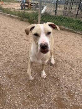 Mordu -  Mixed Breed Dog for Adoption in Divide, Colorado - Mordu | PetCurious