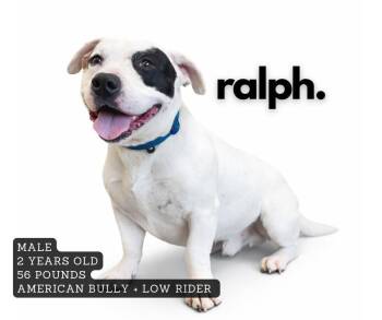 American Bulldog Dogs Available for Adoption - Ralph | PetCurious