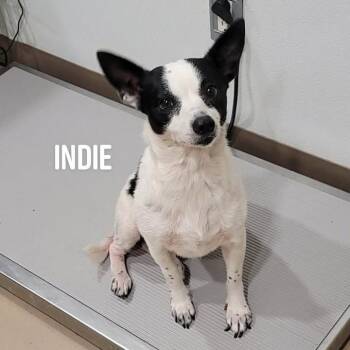 Indie -  Rat Terrier and Mixed Breed Dog for Adoption in Buchanan Dam, Texas - Indie | PetCurious