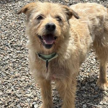 Cali -  Mixed Breed Dog Available for Adoption in Medford, Oregon - Cali | PetCurious