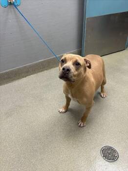 Rescue Pit Bull Terrier Dogs for Adoption in Las Vegas, Nevada - TINY | PetCurious