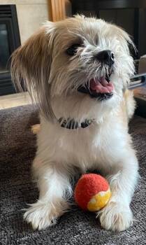 Shih Tzu Dogs Available for Adoption - Gio | PetCurious