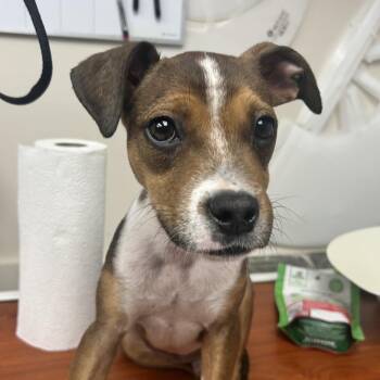 Quasimodo -  Mixed Breed Dog for Adoption in Uniontown, Pennsylvania - Quasimodo | PetCurious
