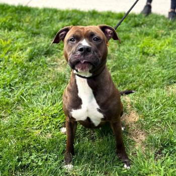 Rescue Mixed Breed Dogs for Adoption in Brookhaven, New York - Mandala | PetCurious