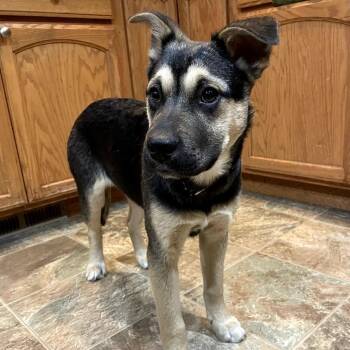 German Shepherd Dog Dogs Available for Adoption - Echo | PetCurious