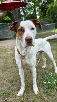Hound and Pit Bull Terrier Dogs Available for Adoption in New Bern, North Carolina - Hudson | PetCurious