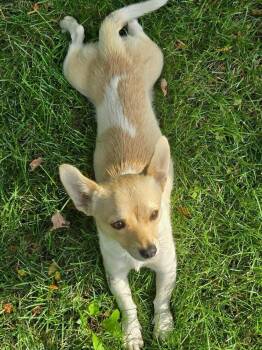 Fox -  Chihuahua Dog for Adoption in Vancouver, Washington - Fox | PetCurious