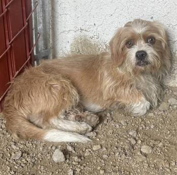 SCOOTER -  Cairn Terrier Dog for Adoption in Camarillo, California - SCOOTER | PetCurious