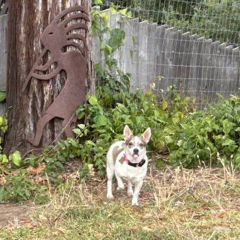 LOVEY -  Corgi and Mixed Breed Dog for Adoption in Richmond, California - LOVEY | PetCurious