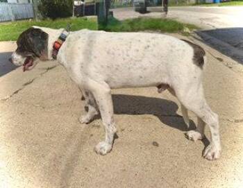 Great Dane Dogs Available for Adoption in Pleasanton, Texas - Odin- Puppy #1 (CS Litter #1/2026) | PetCurious