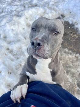 American Staffordshire Terrier Dogs Available for Adoption - Luv | PetCurious