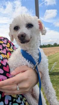 Estelle -  Miniature Poodle Dog for Adoption in Sturgis, Michigan - Estelle | PetCurious