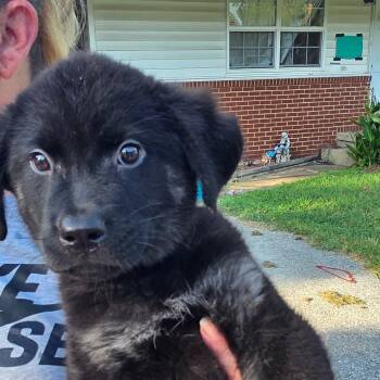 Bear -  German Shepherd Dog and Mixed Breed Dog for Adoption in Rossville, Georgia - Bear | PetCurious