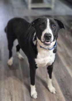 Rowdy Roo -  Border Collie and Labrador Retriever Dog for Adoption in Racine, Wisconsin - Rowdy Roo | PetCurious