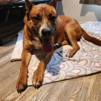 Ole Red -  Dutch Shepherd and Australian Cattle Dog Blue Heeler Dog for Adoption in Brentwood, Tennessee - Ole Red | PetCurious