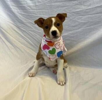 Mixed Breed Dogs Available for Adoption - Minx | PetCurious