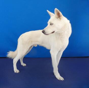 KOBE -  German Shepherd Dog and Husky Dog for Adoption in Pasadena, California - KOBE | PetCurious