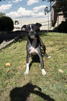 Rescue Chihuahua and Boston Terrier Dogs for Adoption in Latrobe, Pennsylvania - Extra | PetCurious