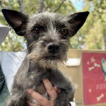 Shellie -  Terrier Dog for Adoption in Oakland, California - Shellie | PetCurious