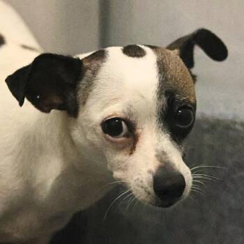 MALISSA -  Terrier Dog for Adoption in San Antonio, Texas - MALISSA | PetCurious