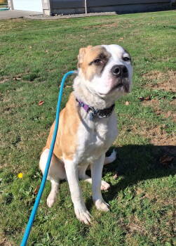 Rescue Great Pyrenees Dogs for Adoption in Seattle, Washington - Crumble | PetCurious