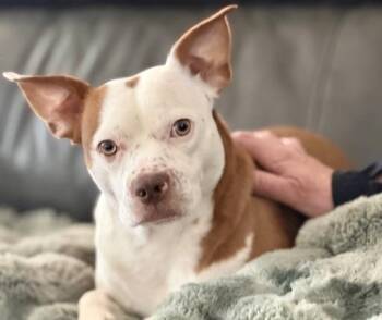 Boston Terrier and Terrier Dogs Available for Adoption - Duke | PetCurious