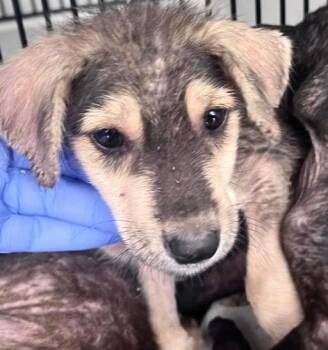 A660073 -  Labrador Retriever and Mixed Breed Dog for Adoption in Houston, Texas - A660073 | PetCurious