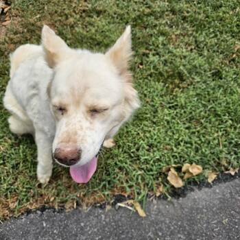 Annabelle V 26-062 -  Husky Dog for Adoption in Little Rock, Arkansas - Annabelle V 26-062 | PetCurious