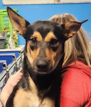 Sara -  Manchester Terrier Dog for Adoption in Oakland Park, Florida - Sara | PetCurious