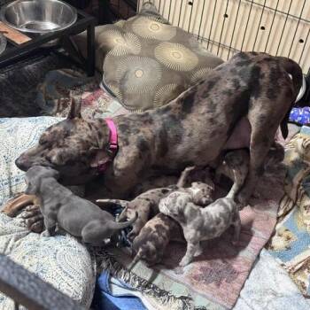 Starr -  Mixed Breed Dog for Adoption in Edwardsville, Illinois - Starr | PetCurious