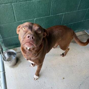 Labrador Retriever and Terrier Dogs Available for Adoption - Miss Piggy | PetCurious