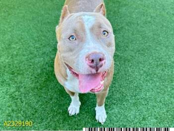 Mixed Breed Dogs Available for Adoption - BECKY | PetCurious