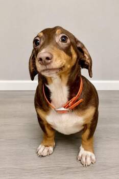 Pickle -  Dachshund Dog for Adoption in Maryville, Tennessee - Pickle | PetCurious