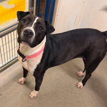 Dairy -  Mixed Breed Dog for Adoption in Rocky Mount, Virginia - Dairy | PetCurious