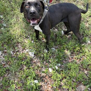 Rescue American Staffordshire Terrier Dogs for Adoption in San Antonio, Texas - Noelle | PetCurious