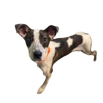 Bubbles -  Australian Cattle Dog Blue Heeler Dog for Adoption in Red Bluff, California - Bubbles | PetCurious