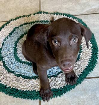 Hey -  Chocolate Labrador Retriever Dog for Adoption in Lacon, Illinois - Hey | PetCurious
