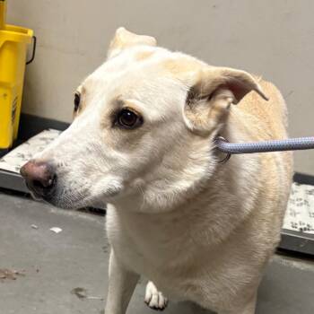 Labrador Retriever and German Shepherd Dog Dogs Available for Adoption in Yuma, Arizona - Scarlett | PetCurious