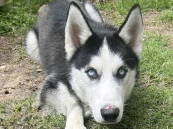 Mixed Breed Dogs Available for Adoption in Georgetown, Texas - Nico | PetCurious